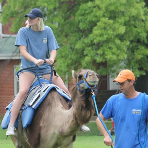 Camel Rides