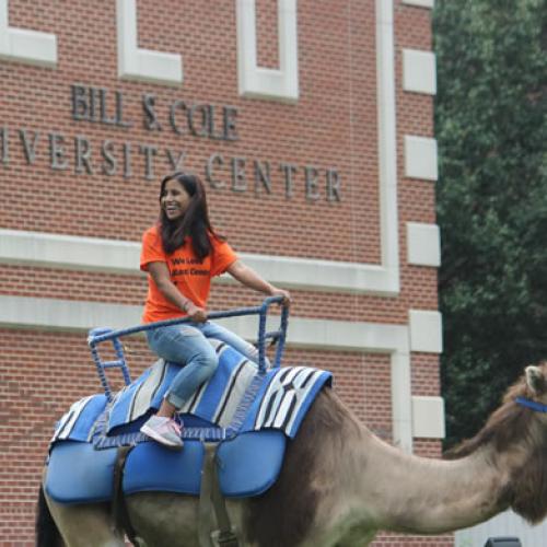 Camel Rides